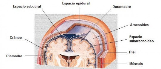 Aracnoides (cerebro): anatomía, funciones y trastornos asociados