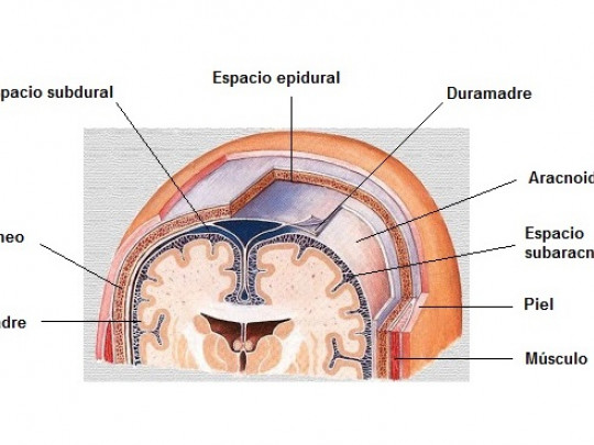 Aracnoides (cerebro): anatomía, funciones y trastornos asociados