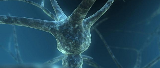 Muerte neuronal: ¿qué es y por qué se produce?