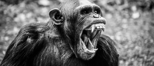 La guerra de los chimpancés de Gombe
