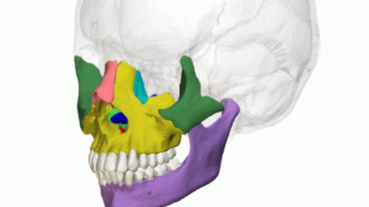 anatomía del hueso de la nariz humana