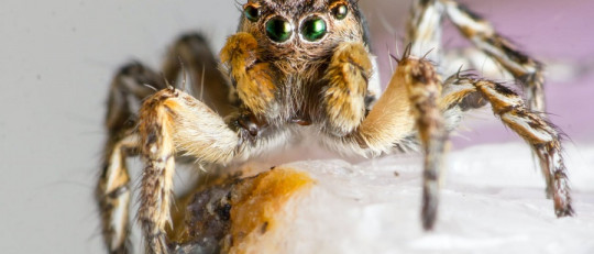 Diferencias entre tóxico y venenoso