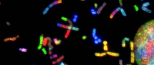 Diferencias entre genotipo y fenotipo