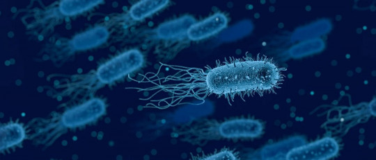 Bacterias que habitan en la boca