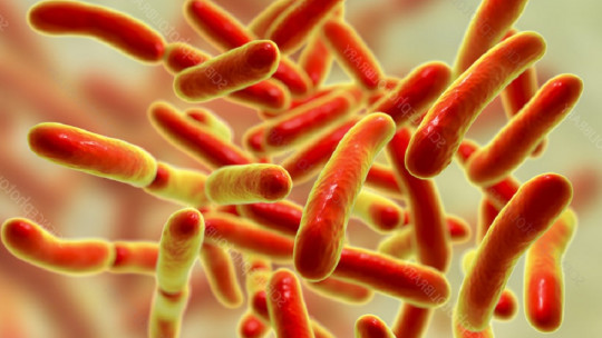 Bacterias que habitan en el intestino