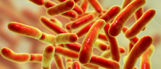 Bacterias que habitan en el intestino