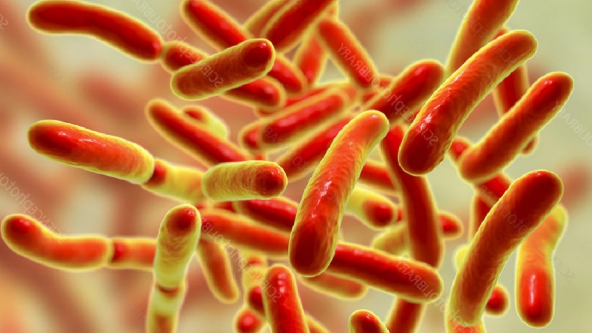 Bacterias que habitan en el intestino: características, tipos y funciones