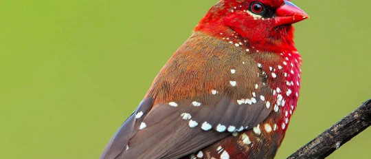 Animales de compañía más populares