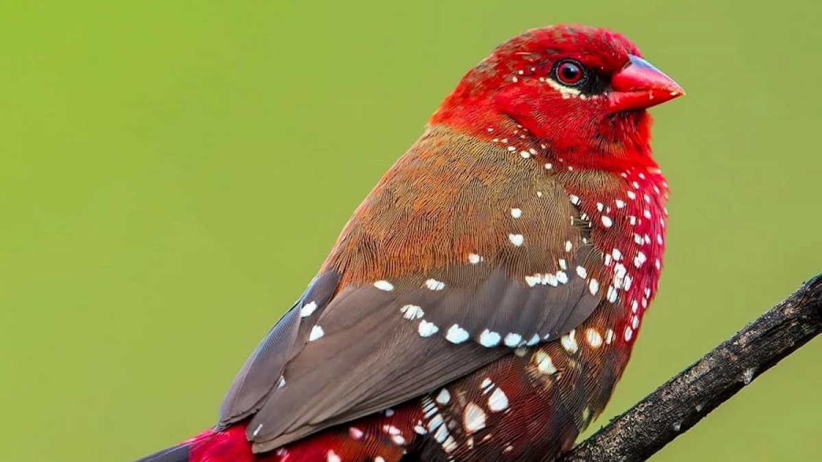 Los 10 animales de compañía más populares, image size:1200x675