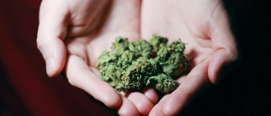 Tatiana Barbaran: «Es falso que la marihuana no sea dañina por ser natural»